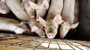 Tulpinile foarte virulente a acestui virus produc o afecțiune cu mortalitate foarte ridicate. 22 De Focare Active De PestÄ PorcinÄ AfricanÄ In JudeÈul Alba Lista LocalitÄÈilor Afectate Ziarul Unirea