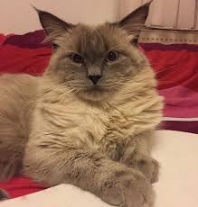 Kedi Alerjisi Olanlara Mujde Alerji Yapmayan Kedi Irklari