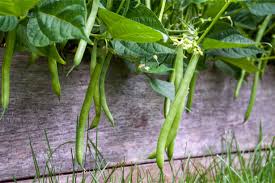 Association De Culture Bonnes Et Mauvaises Frequentations Du Haricot Vert