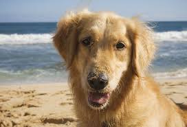 Image result for loving dogs