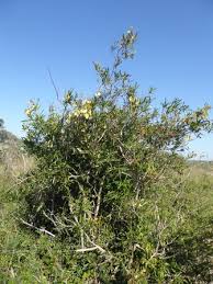 Image result for Acridocarpus natalitius