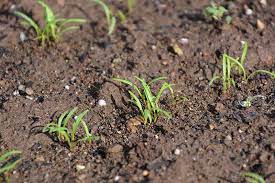 We did not find results for: How To Plant And Grow Carrots Gardener S Path