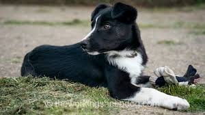 Find local border collies in dogs and puppies in the uk and ireland. Sheepdogs Pups For Sale The Working Sheepdog Website