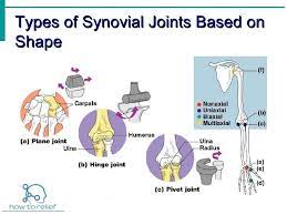 Synovial Joint Classification Definition Examples How To Relief Synovial Joint Bone And Joint Joint