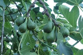 Gambar buah buahan segar di pohon. Pohon Ara Buah Buahan Buah Ara Dewasa Hijau Daun Musim Panas Makanan Segar Sehat Pxfuel