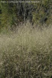 Image result for Panicum chionachne