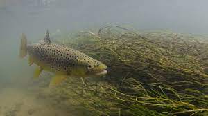 859 likes · 1 talking about this. Brown Trout The Wildlife Trusts
