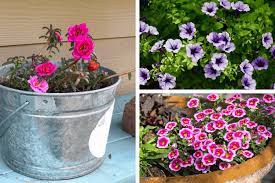 Maybe you would like to learn more about one of these? The Easiest Flowers To Grow And They Re Cheap Too