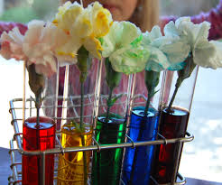 Take A White Carnation And Snip 1 Centimeter Off The End In A Glass Mix A Good Amount Of Food Craft Activities For Kids Science Experiments Kids Diy For Kids