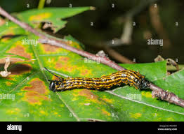 Image result for Kotschya ochreata