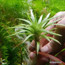 Image result for Eriocaulon inyangense