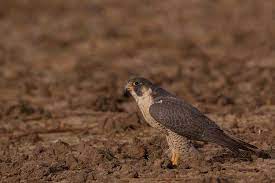 Why And How To Do Wildlife Photography At Eye Level Wildlife Photography Digital Photography School Digital Photography
