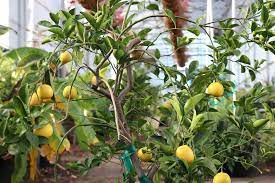 Browse online fruit & nut trees, berries, multigraft, tropicals, shade, ornamental. Urban Gardening With Drew Growing Citrus Trees In Texas State Fair Of Texas