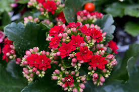 Image result for Kalanchoe glaucescens