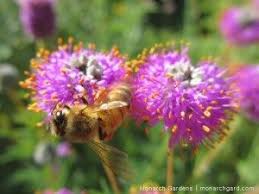 Native michigan flowers for bees. Less Honey Bee More Native Bee Native Bees Native Plants Bee