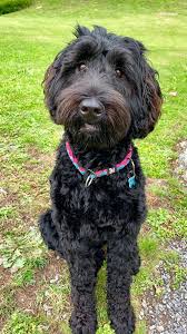 These playful miniature labradoodle puppies are a cross between a labrador retriever & a miniature poodle. Wavy Harmony Original Australian Labradoodle Hundezucht
