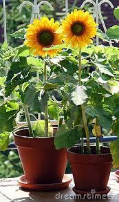 What are the water requirements to grow sunflowers? Potted Sunflowers For Summer Potted Sunflowers Sunflowers In Pots Flower Aesthetic