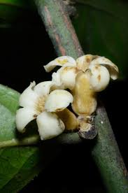 Image result for Diospyros gabunensis