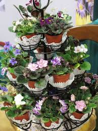 Fertilize the trailing african violet lightly with each regular watering. African Violets Do I Dare