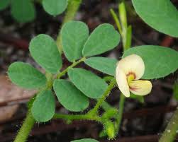 Image result for Aeschynomene leptophylla