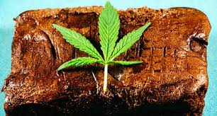 Rezepte für kuchen, torten, kekse und mehr! Kochen Mit Cannabis Die Optimale Menge Thc