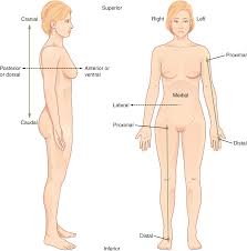 Name The Body Cavities In The Illustration | Homework.Study.Com