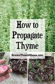 How To Propagate Thyme Growing Thyme Thyme Plant Organic Gardening Tips