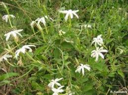 Image result for Jasminum stenolobum