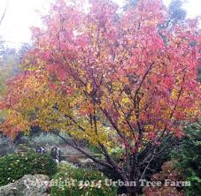 Image result for Cornus