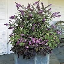 Image result for buddleia davidii