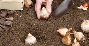When to plant bulbs depends on when they bloom. Flower Bulbs Plant Them In Time Taylors Bulbs