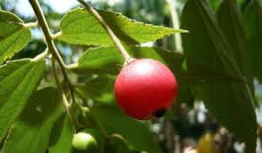 Epingle Sur Senegal Plantes Epices Et Arbres