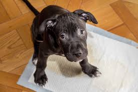 Check spelling or type a new query. 10 Tips To Help Potty Train Your Dog According To Experts