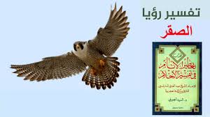 تفسير رؤية الصقر في المنام للنابلسي وابن سيرين وابن شاهين والجميلى رؤية الصقر في المنام لابن سيرين ومعناه الصقر هو أحد الطيور الجارحة والتي يرغب العديد من الشباب