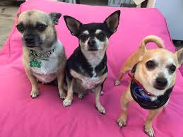 Check spelling or type a new query. Adopt A Chihuahua Nsw Australia Home Facebook