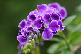 Duranta erecta (sapphire showers blue). Duranta Erecta Wikiwand