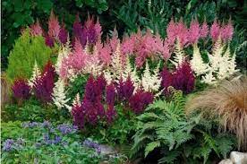 Astilbes I Like It For The Part Shade Areas Along With Hosta And Fern Protractedgardenprotractedgarden Shade Garden Shade Perennial Garden Shade Plants