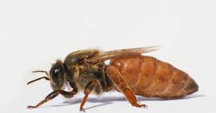 The original size of the image is 195 × 195 px and the original resolution is 300 dpi. Royal Jelly Isn T What Makes A Queen Bee A Queen Bee Wired