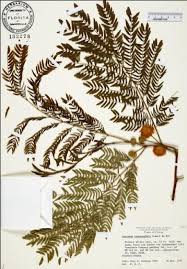 Image result for Leucas deflexa