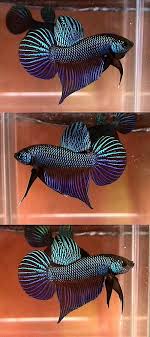 See More In The All Things Aquaria Board Https Www Pinterest Com Jibinabraham All Things Aquaria Wild Betta Smaragdina Betta Fish Betta Fish Care Pet Fish
