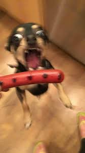 My Dinner Animal Humor Dog Cute Animal Memes Animal Memes