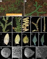 Image result for Selaginella goudotiana