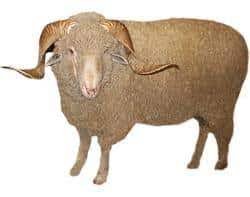Watch related videos bannur, rambouillet and other breeds of sheep rambouillet sheep breed, breeding and lambing Rambouillet Sheep Breed Profile Sheep Farm