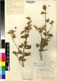 Image result for Pavonia senegalensis