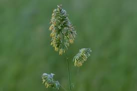 Image result for Dicoma gerrardii