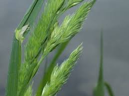 90.000 stichwörter und wendungen sowie 120.000 übersetzungen. Zerrissenheit Innere Eifelessenzen