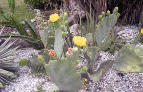 A cactus (plural cacti, cactuses, or less commonly, cactus) is a member of the plant family cactaceae, a family comprising about 127 genera with some 1750 known species of the order. 2