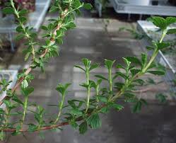 Image result for Myrothamnaceae