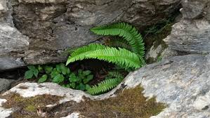 Image result for Lonchitis