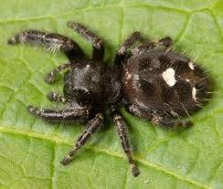 Black And White Jumping Spider Texas Bold Jumper Spider Spider Identification Jumping Spider Spider